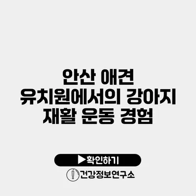 안산 애견 유치원에서의 강아지 재활 운동 경험