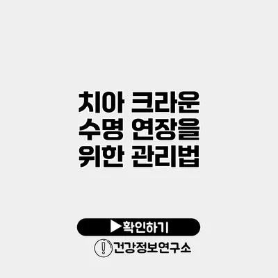 치아 크라운 수명 연장을 위한 관리법